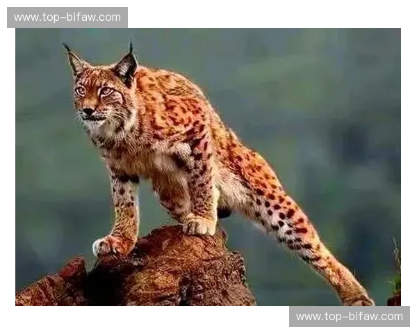 梦想的爪牙，山猫的低语：一场关于追逐与生存的史诗